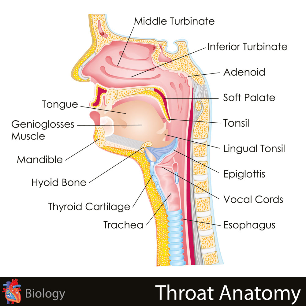 Anatomie des menschlichen Halses